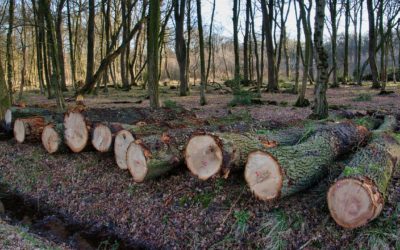 Loi européenne contre la déforestation : vers un nouveau report d’un an ?